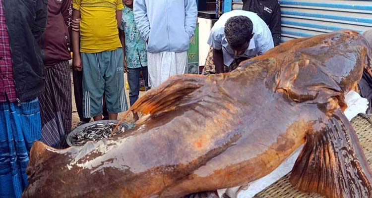বিশ্বনাথে এক বাঘাইড় মাছের দাম ২ লাখ ৬০ হাজার টাকা!
