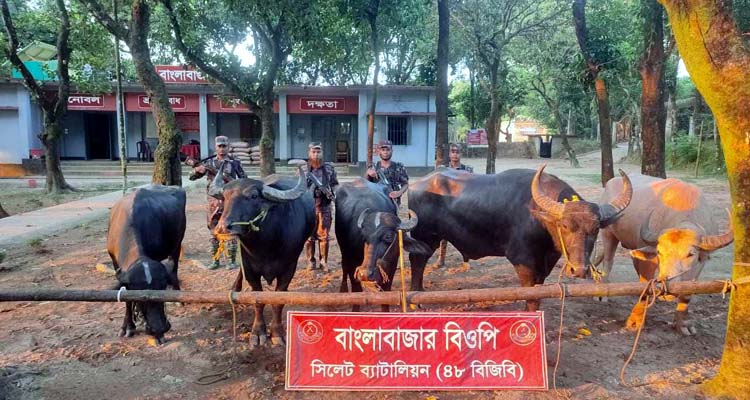 দোয়ারাবাজারে মহিষ ও মাছ জব্দ