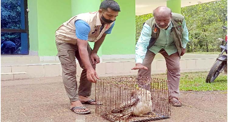 গোয়াইনঘাটে বিলুপ্ত প্রজাতির বাজপাখি উদ্ধার, বনে অবমুক্ত