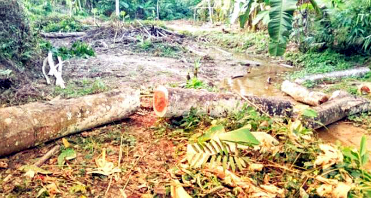 বড়লেখায় জোরপূর্বক চা বাগানের গাছ কাটতে বাঁধা দেয়ায় সন্ত্রাসী হামলা: আহত ২