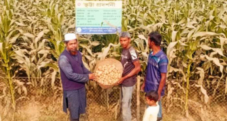 ভুট্টা ক্ষেতে ডায়মন্ড জাতের আলু চাষে কৃষক শাহনেওয়াজের সফলতা