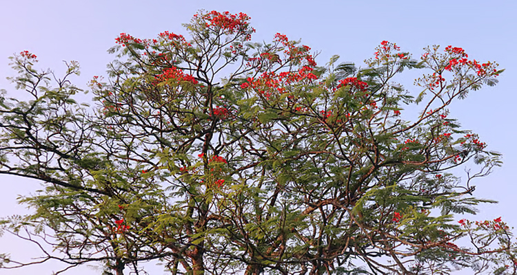 গ্রামে হঠাৎ বেগুনি আর লাল-হলুদের রাঙা ঝলক