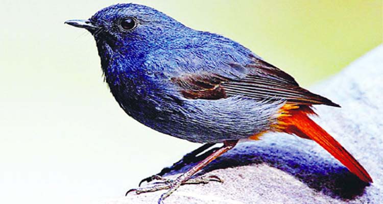বিরল পরিযায়ী নীল পানগির্দি