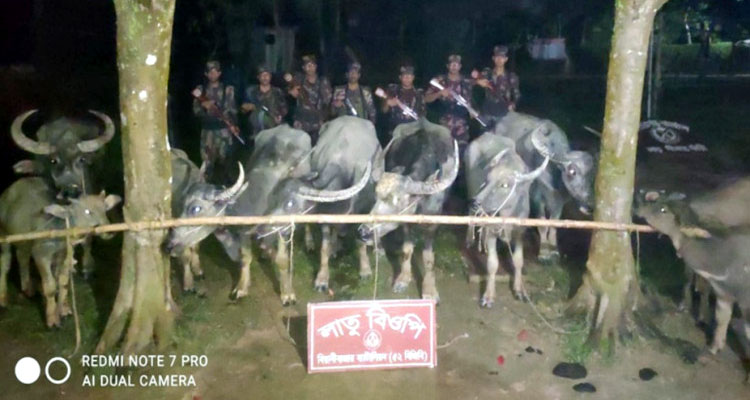 সীমান্তে ১০টি ভারতীয় মহিষ জব্দ