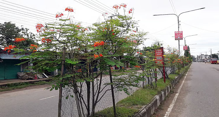 যাত্রী-পথচারীর নজর কাড়ছে সড়ক বিভাজকের ফুল