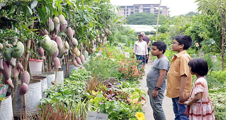 বৃক্ষমেলায় ফলের গাছগুলোর দাম কেমন