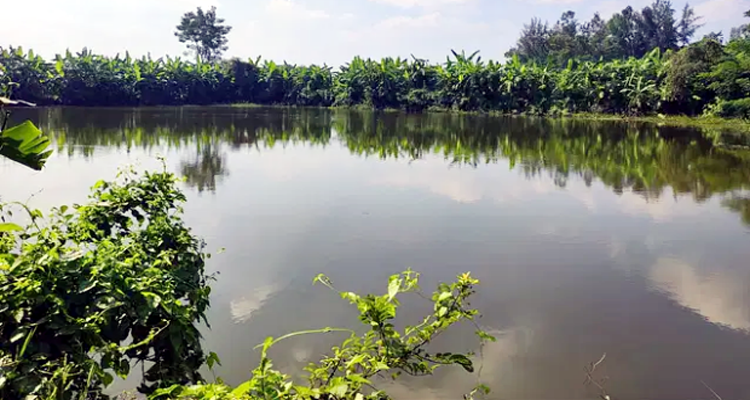 নবীগঞ্জে পুকুরে পড়ে প্রাণ হারালেন কৃপেন্দ্র দাস