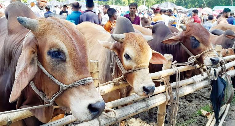কুলাউড়ায় একই রাতে ৪টি গরু চুরি, জনমনে আতঙ্ক