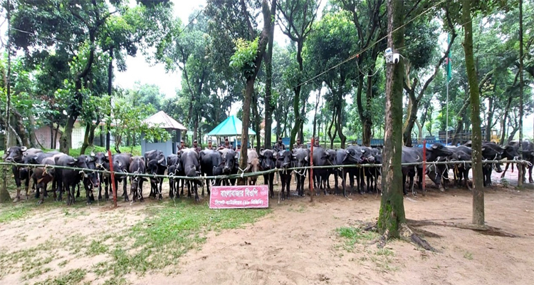 সিলেট সীমান্তে বিপুল পরিমাণ ভারতীয় গরু-মহিষ আটক