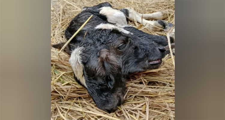 দুই মাথা নিয়ে জন্ম নিলো ছাগলের বাচ্চা