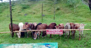 সুনামগঞ্জ সীমান্তে ১২ ভারতীয় গরু আটক