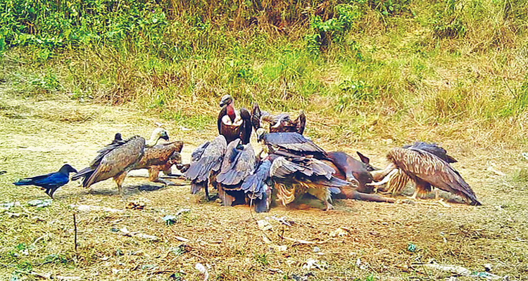 বিশেষ রেস্তোরাঁয় নিরাপদ খাদ্য পায় শকুন
