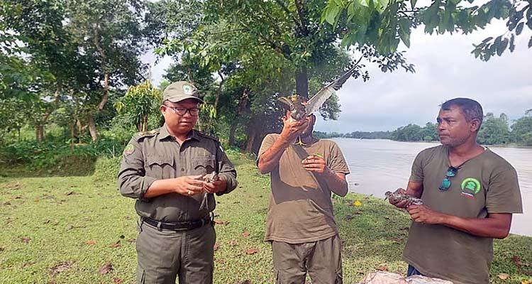 সিলেটের রাতারগুলে বস্তাবন্দী ২১টি পাখি উদ্ধার করে অবমুক্ত