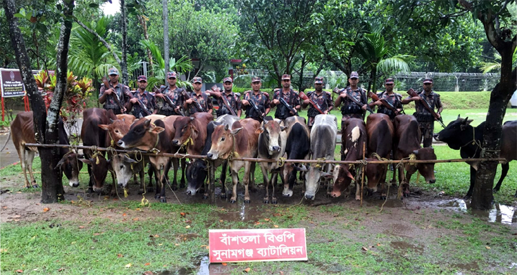 সুনামগঞ্জ সীমান্তে সাড়ে ২৬ লাখ টাকার ভারতীয় গরু জব্দ