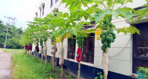 থানার আঙিনায় সবুজের ছোঁয়া, গাছে গাছে ঝুলছে পেপে