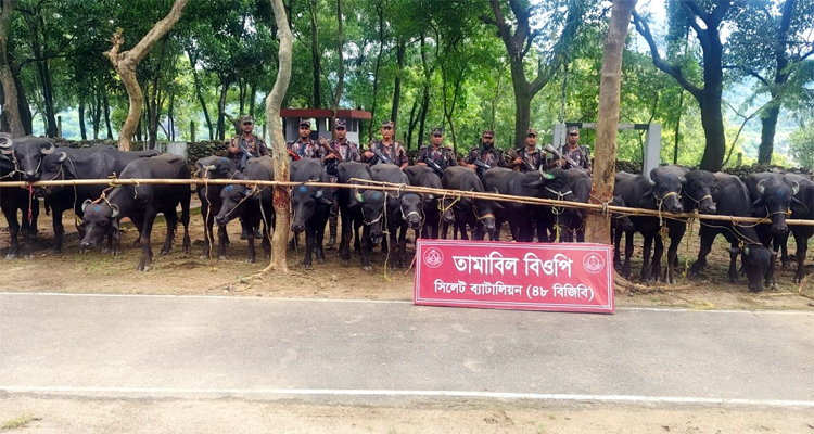সিলেট সীমান্তে বিপুল পরিমাণ ভারতীয় অবৈধ পণ্য জব্দ