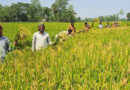 মাঠে মাঠে সোনালি ধান, বাম্পার ফলন পাওয়ার আশা