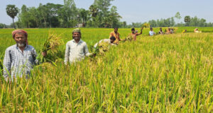 মাঠে মাঠে সোনালি ধান, বাম্পার ফলন পাওয়ার আশা