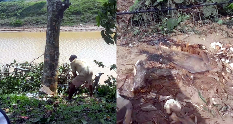 দিনদুপুরে সোনাই নদীর পাড়ে সরকারি গাছ কাটা, ঝুঁকিতে রাস্তা