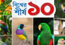 বিশ্বের সবচেয়ে সুন্দর ১০ পোষা পাখি