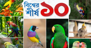বিশ্বের সবচেয়ে সুন্দর ১০ পোষা পাখি