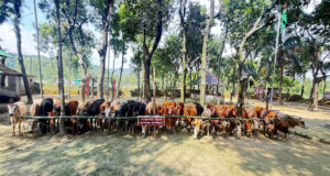 সুনামগঞ্জে চোরাকারবারীদের হামলা বিজিবি সদস্য আহত, গরু জব্দ