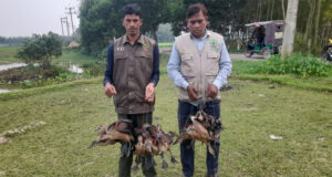 নবীগঞ্জে উদ্ধার করা বন্য বালিহাস পাখি অবমুক্তি