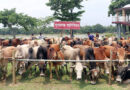 চোরাই পথে আসছে গরু, কোটি টাকার রাজস্ব বঞ্চিত সরকার