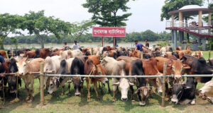 চোরাই পথে আসছে গরু, কোটি টাকার রাজস্ব বঞ্চিত সরকার