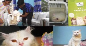 পাসপোর্ট নিয়ে পরিবারের সঙ্গে ইতালি গেল বিড়াল