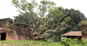 আড়াই শ বছরের কাঠগোলাপ গাছ—ইতিহাসের জীবন্ত সাক্ষী