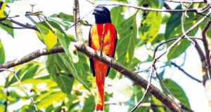 অনিন্দ্যসুন্দর আলতাপরি