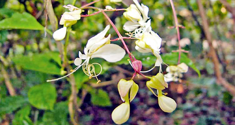 বুনো ফুল দিয়েং জুলকাহ