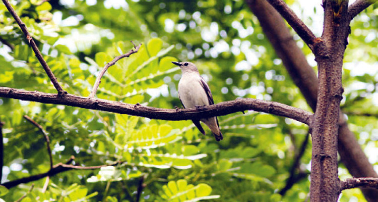 পরিযায়ী বেগুনিপিঠ শালিক