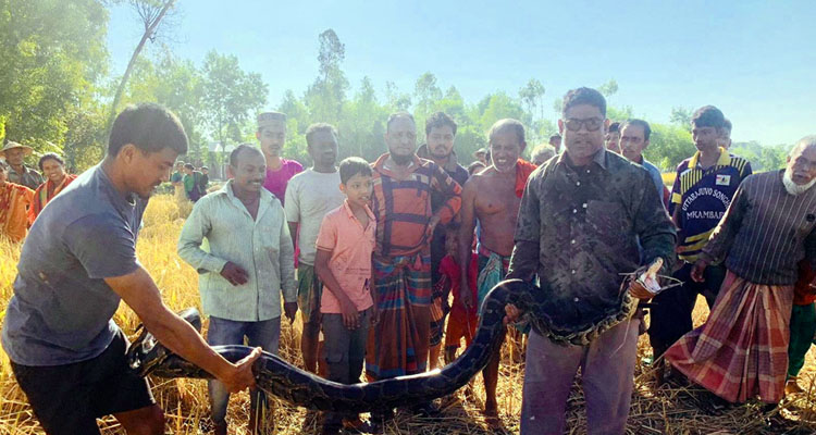 শ্রীমঙ্গলে লোকালয় থেকে বিশালাকৃতির অজগর উদ্ধার