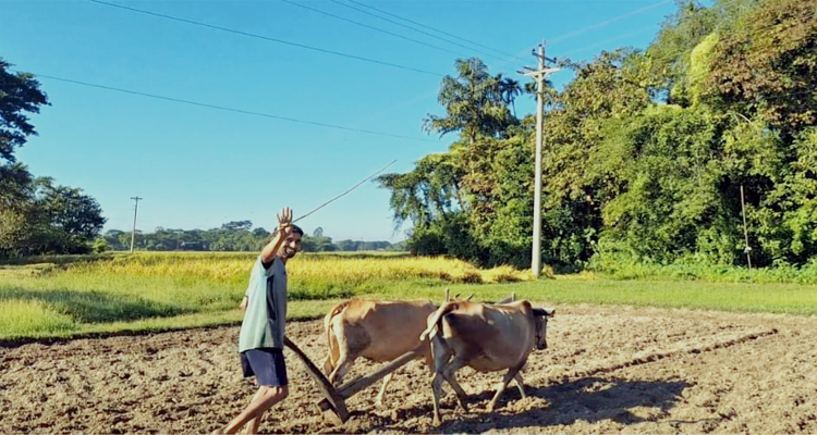কালের বিবর্তনে হারিয়ে গেলো বাঙালির লালন করা গরুর হালচাষ কালের বিবর্তনে হারিয়ে গেলো বাঙালির লালন করা গরুর হালচাষ