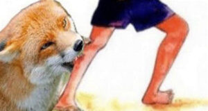 শ্রীমঙ্গলে শিয়ালের কামড়ে ১৬ জন আহত