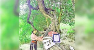 ৪১৬ বছর বয়সী পাহাড়ের গা ঘেঁষে আঙুর গাছ