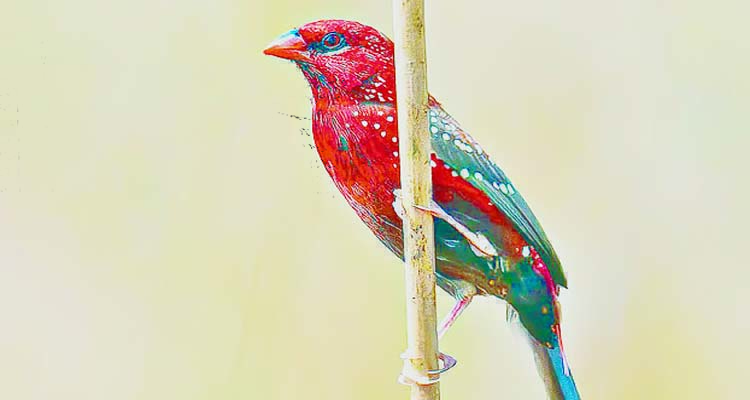 লাল মুনিয়ার খোঁজে