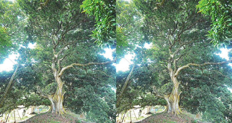 সিলেটে সুনাম কুড়িয়েছে শতবছরের ‘ঘিলাছড়ার লিচু’