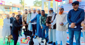 বড়লেখায় নিসচা’র উদ্যোগে সড়ক দুর্ঘটনায় ক্ষতিগ্রস্ত পরিবারগুলোর মাঝে ছাগল উপহার