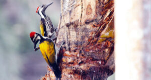 বাংলা কাঠঠোকরা