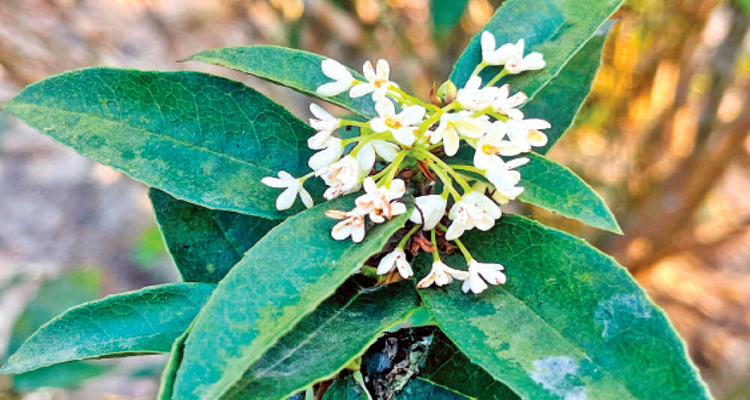 সুগন্ধি ফুল সুরভি