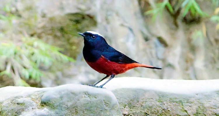 লালচে-কালোয় সাদাটুপি লালগির্দি