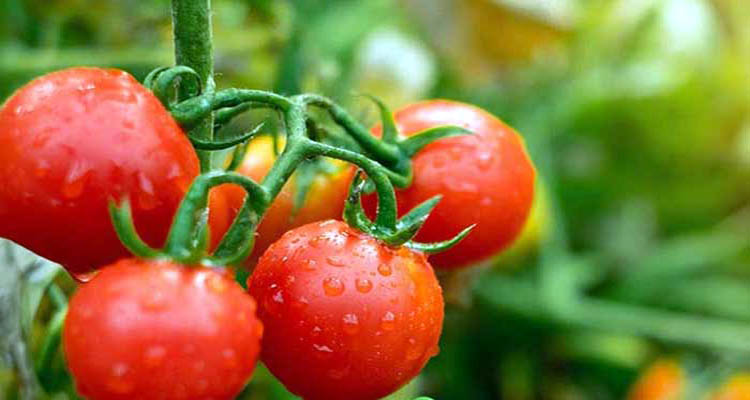 লাল রঙের সবজির যত গুণাগুণ