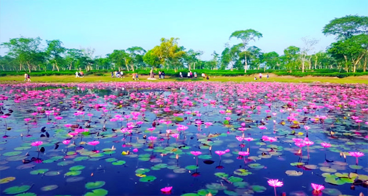 চুনারুঘাটে দেউন্দি লাল শাপলা বিলে বাড়ছে পর্যটকের ভিড়