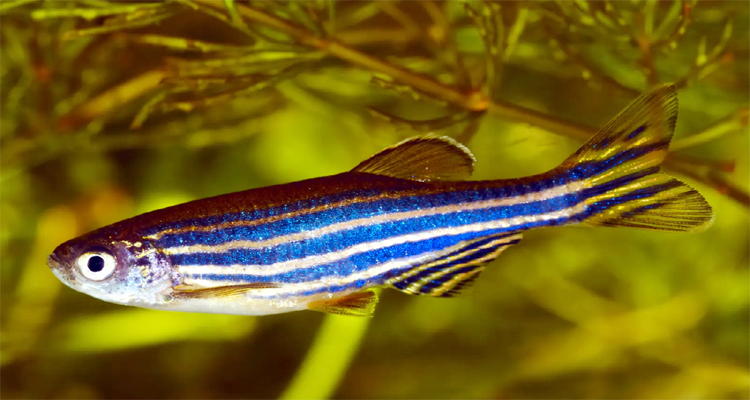 জাদুকরী জেব্রা মাছের গল্প