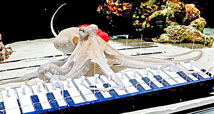 অক্টোপাসকে পিয়ানো বাজানো শেখাতে চেষ্টা