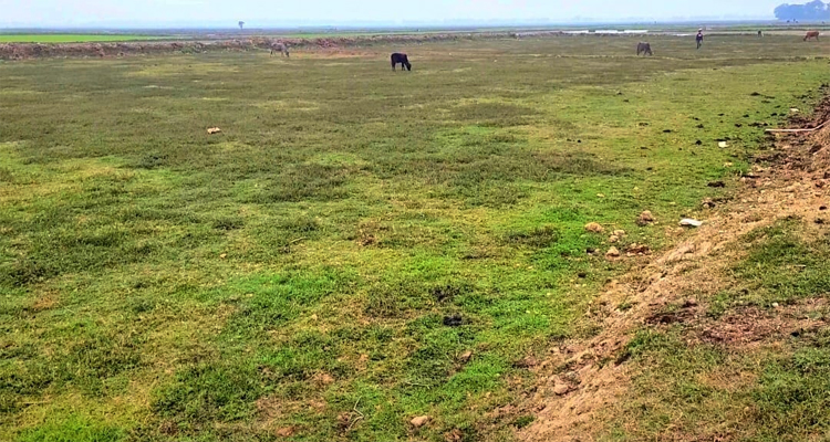 শান্তিগঞ্জে হত্যা মামলার আসামী থাকায় ৩ বছর ধরে অনাবাদি ২০ একর জমি