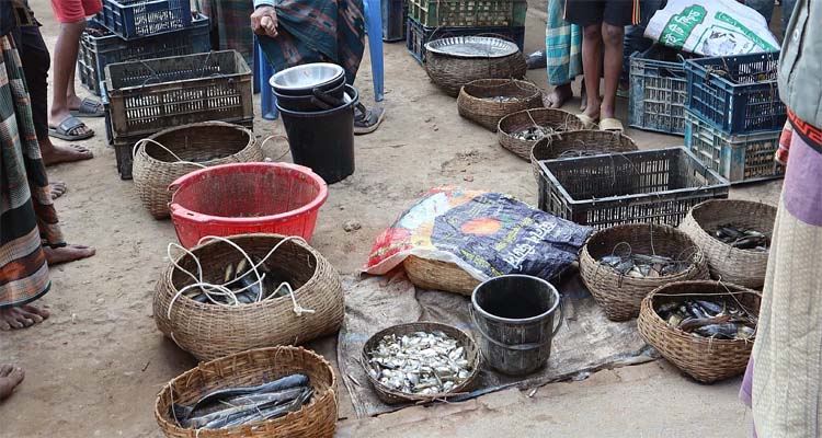 হাওরের সব তাজা মাছ, চোখের পলকে ফুরিয়ে যায়